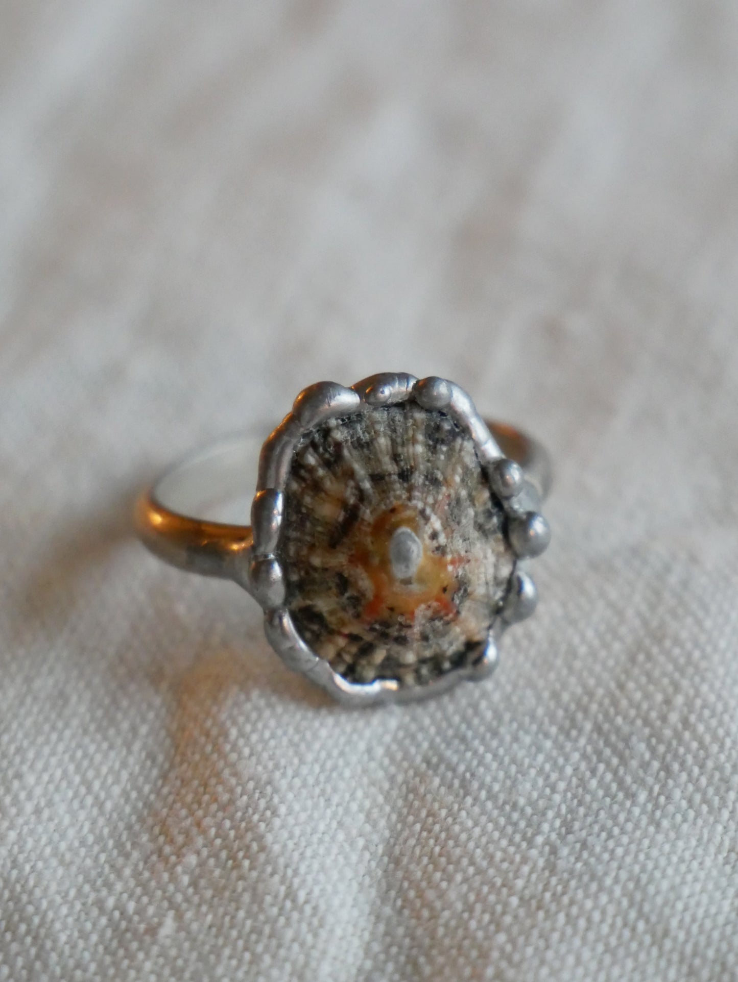 Limpet Shell Ring With Sterling Silver Band Size P