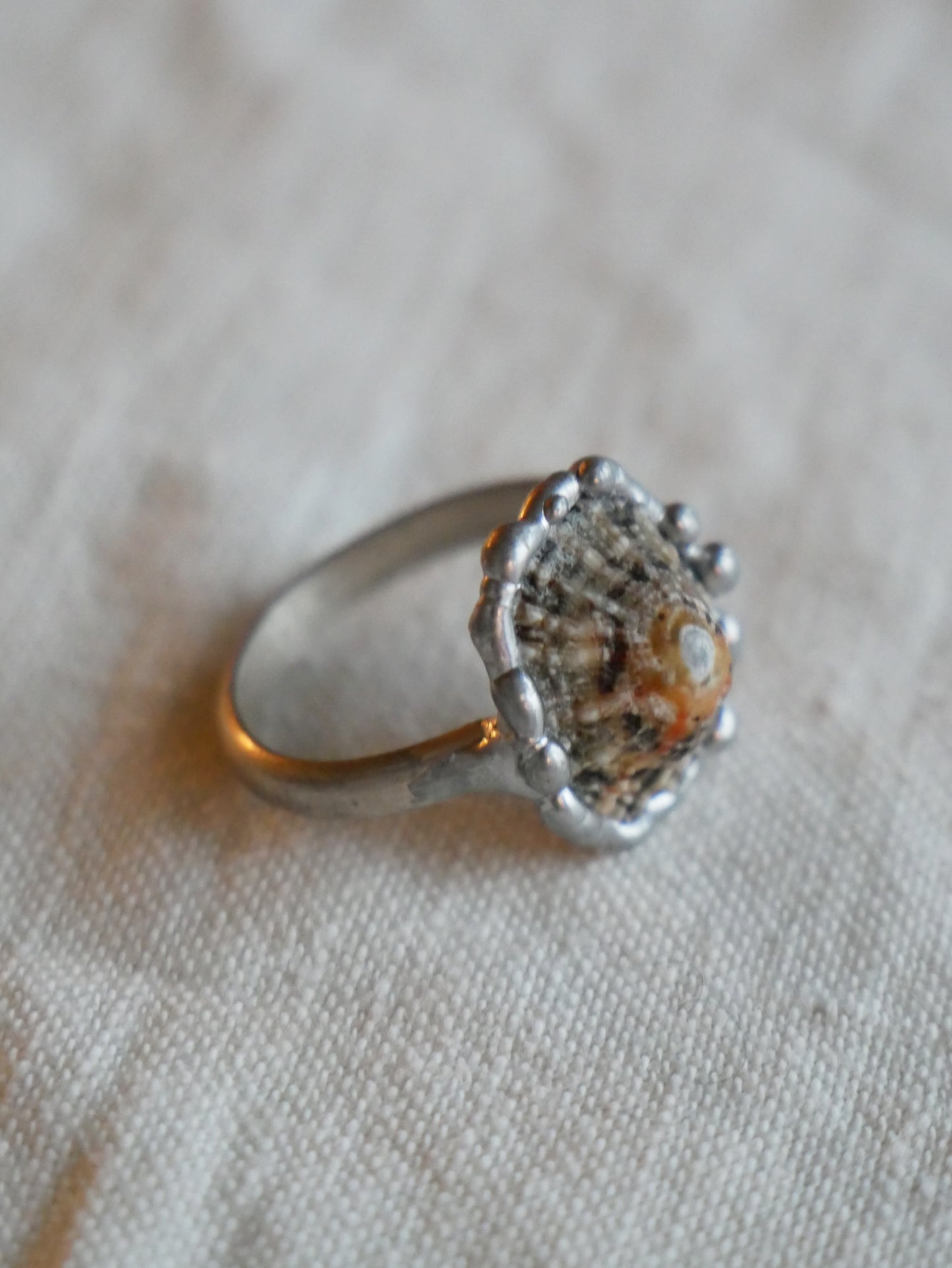 Limpet Shell Ring With Sterling Silver Band Size P