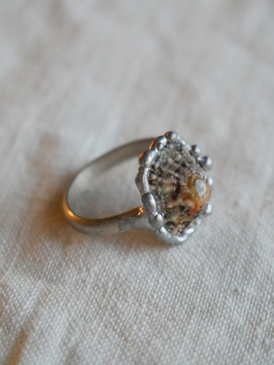 Limpet Shell Ring With Sterling Silver Band Size P