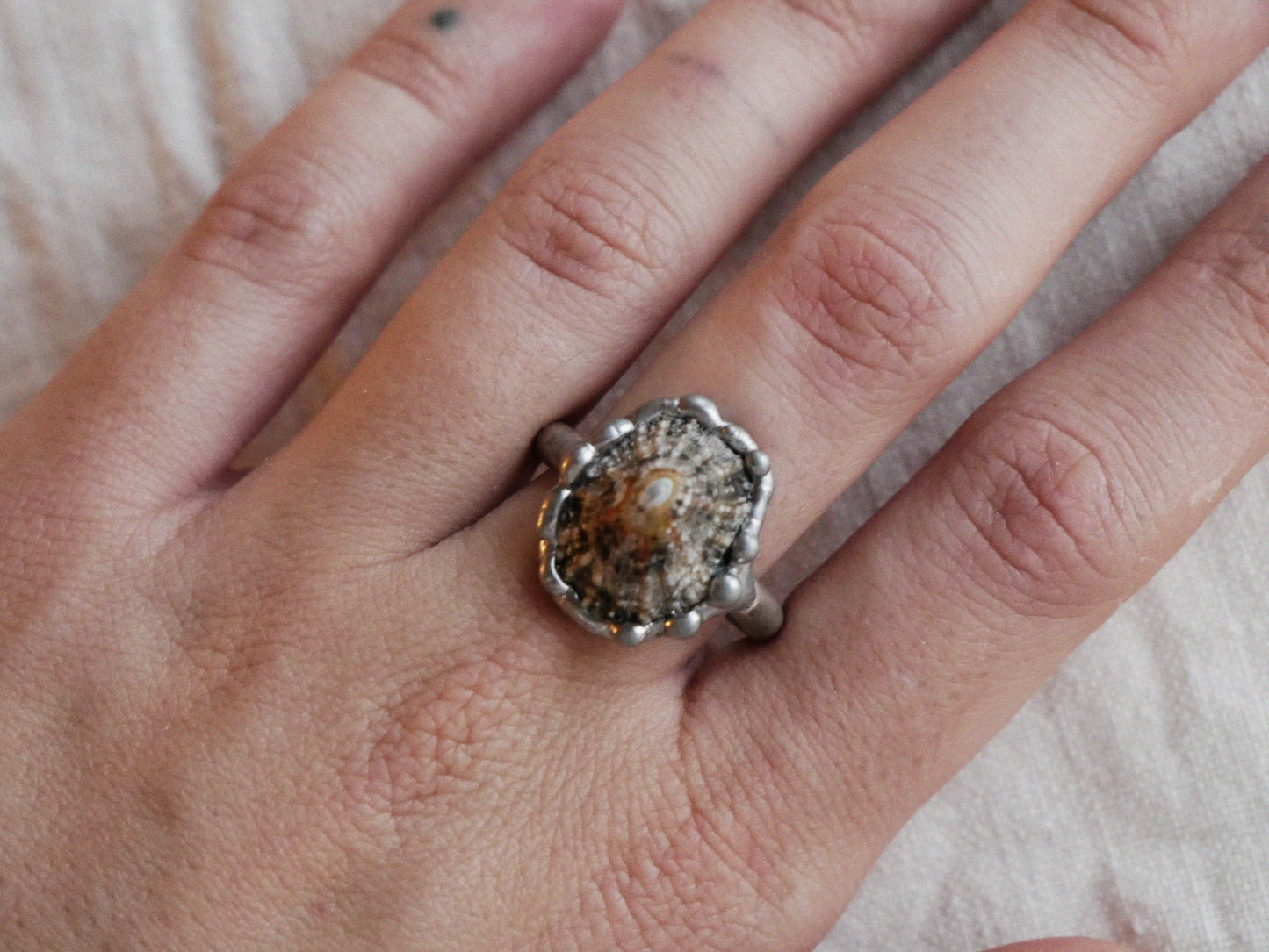 Limpet Shell Ring With Sterling Silver Band Size P