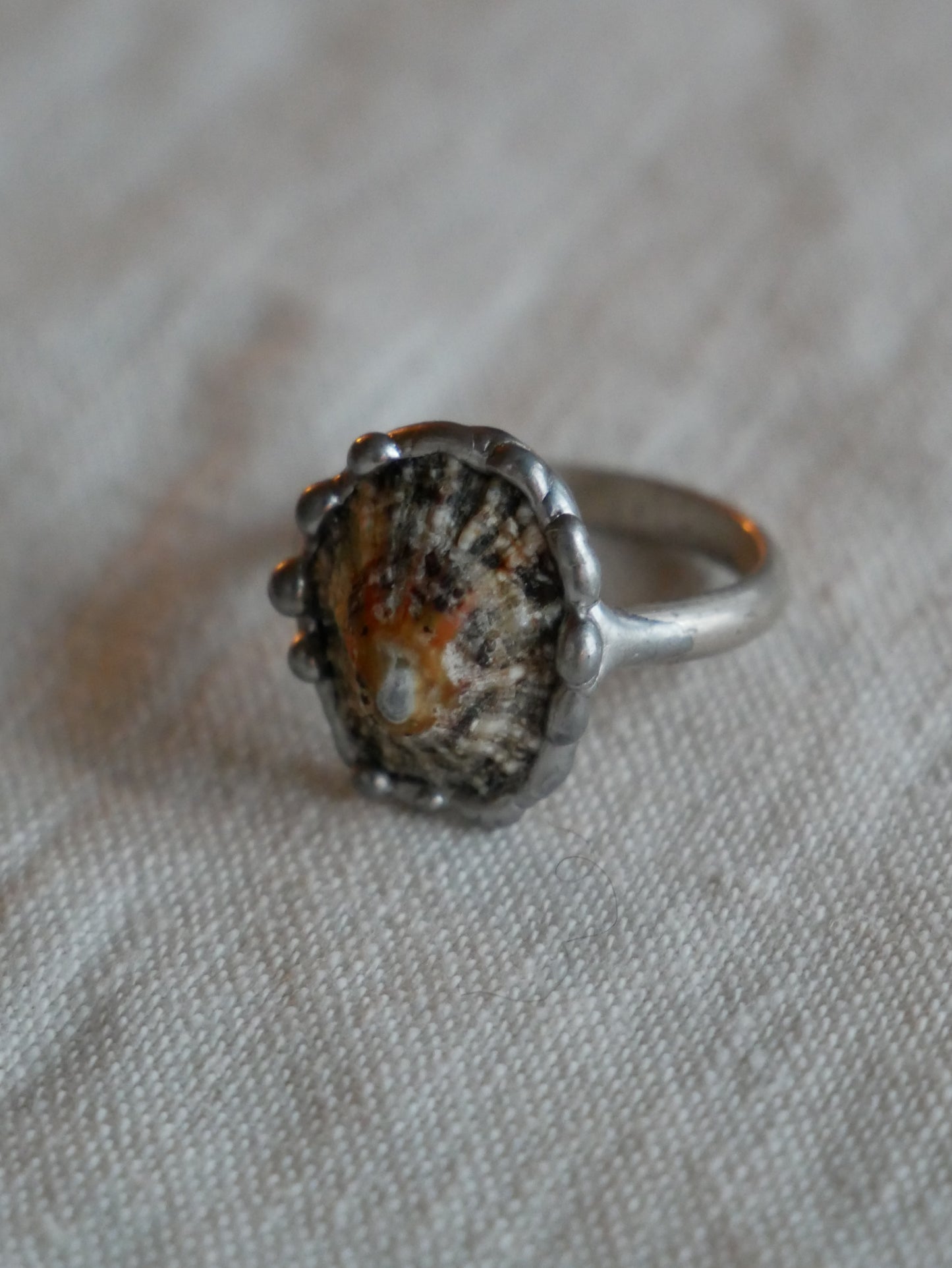 Limpet Shell Ring With Sterling Silver Band Size P