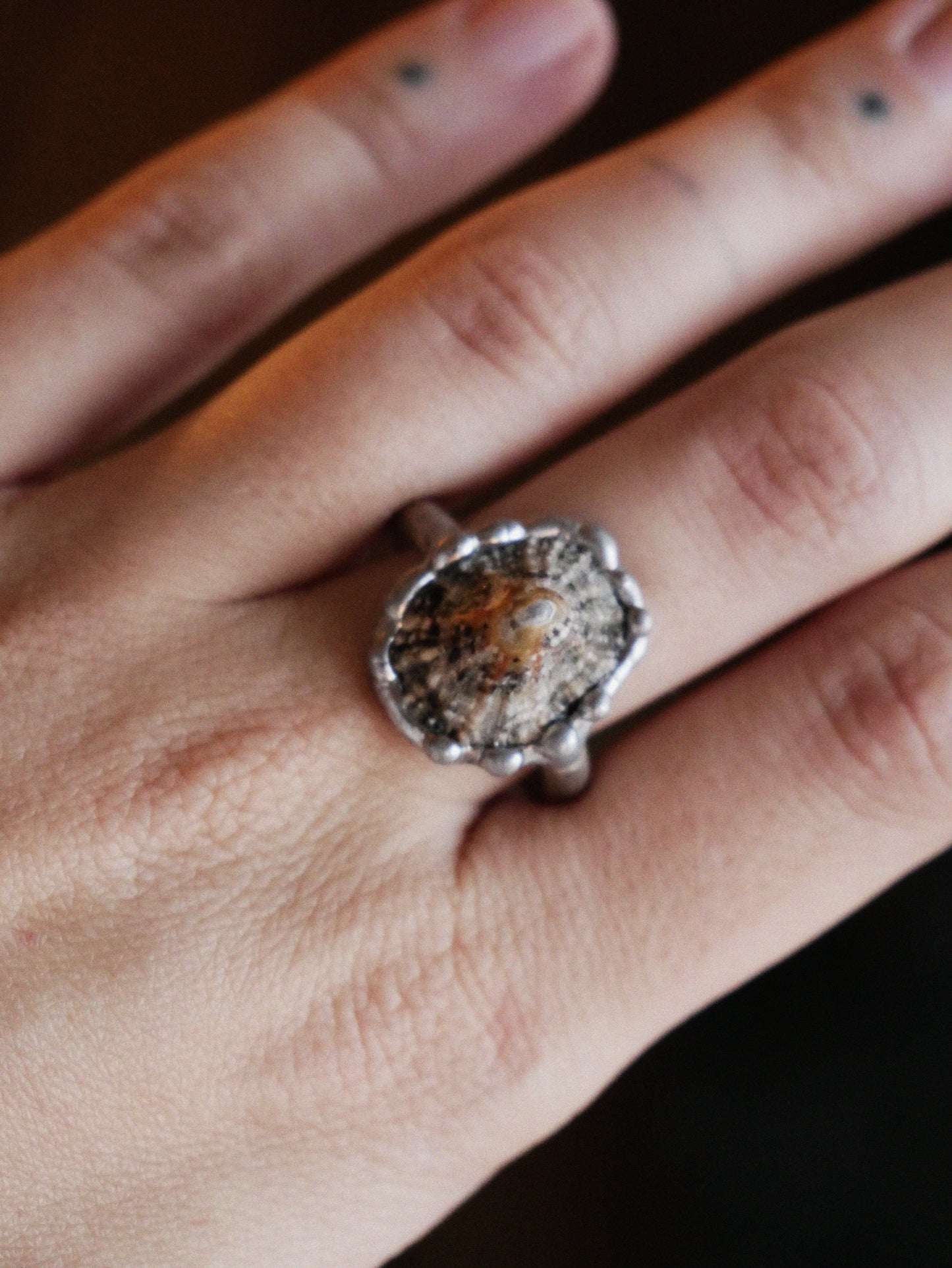 Limpet Shell Ring With Sterling Silver Band Size P