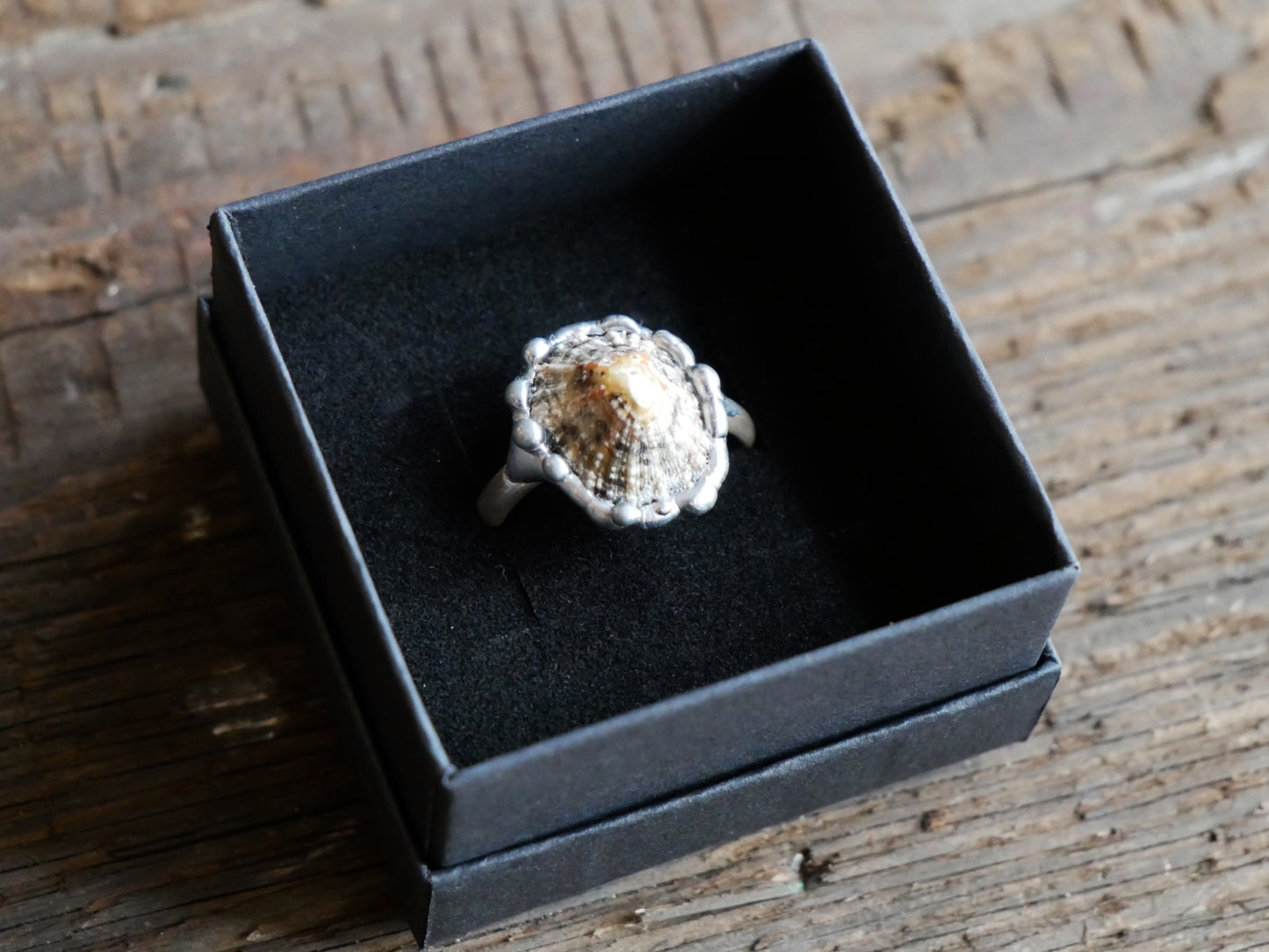 Limpet Shell Ring With Sterling Silver Band Size P